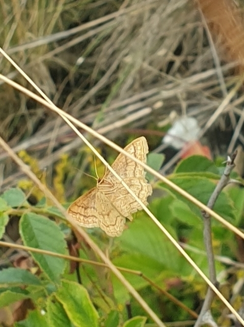 Idaea rufaria - vörhenyes sávosaraszoló