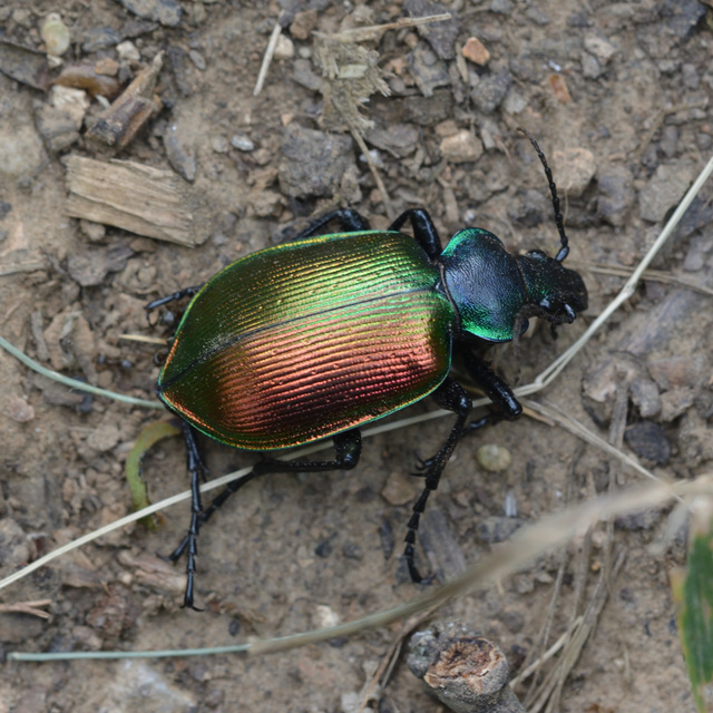 Calosoma sycophanta - aranyos bábrabló