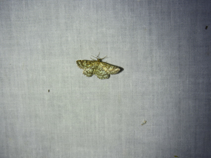 bőrszínű araszoló - Heliomata glarearia