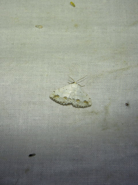 Scopula ornata - díszes fehéraraszoló