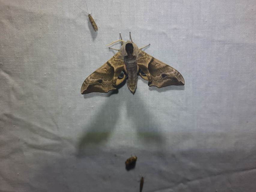 esti pávaszem - Smerinthus ocellatus