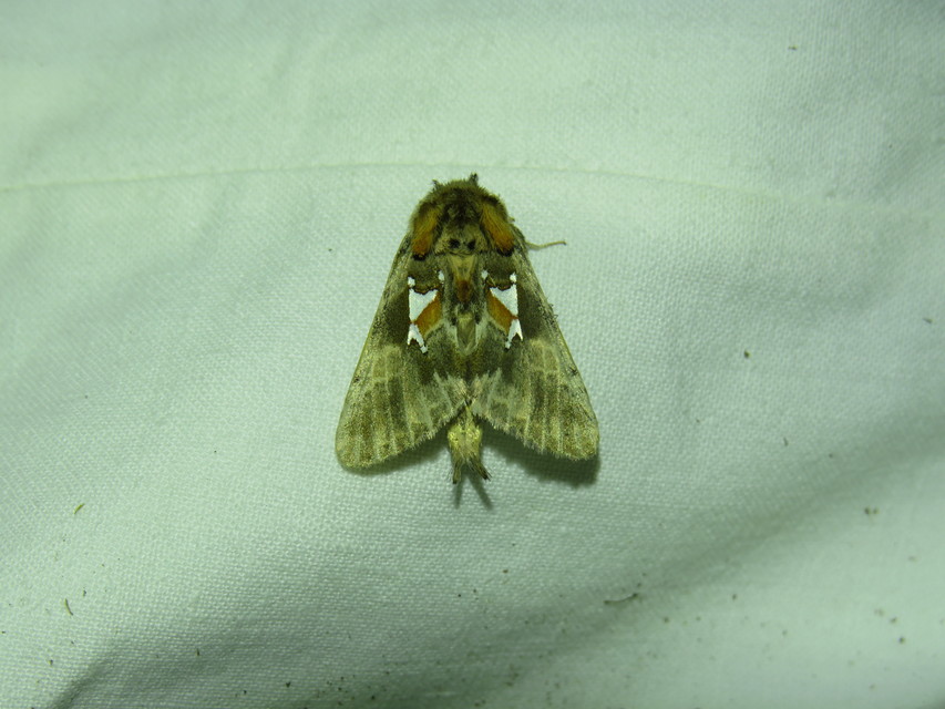 ezüstfoltos púposszövő - Spatalia argentina