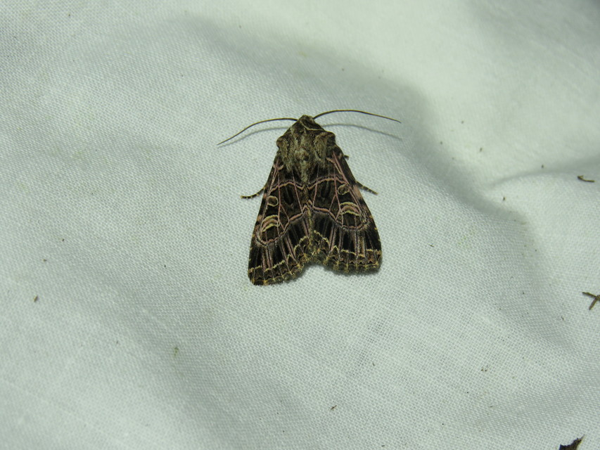 fehéreres kertibagoly - Heliophobus reticulata