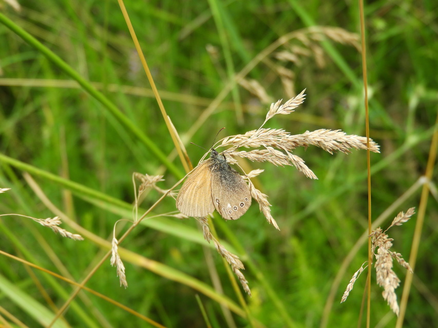 Coenonympha glycerion - közönséges szénalepke