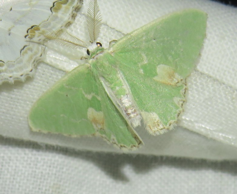 foltos zöldaraszoló - Comibaena bajularia