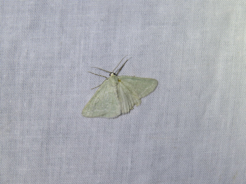 hamvas zöldaraszoló - Pseudoterpna pruinata