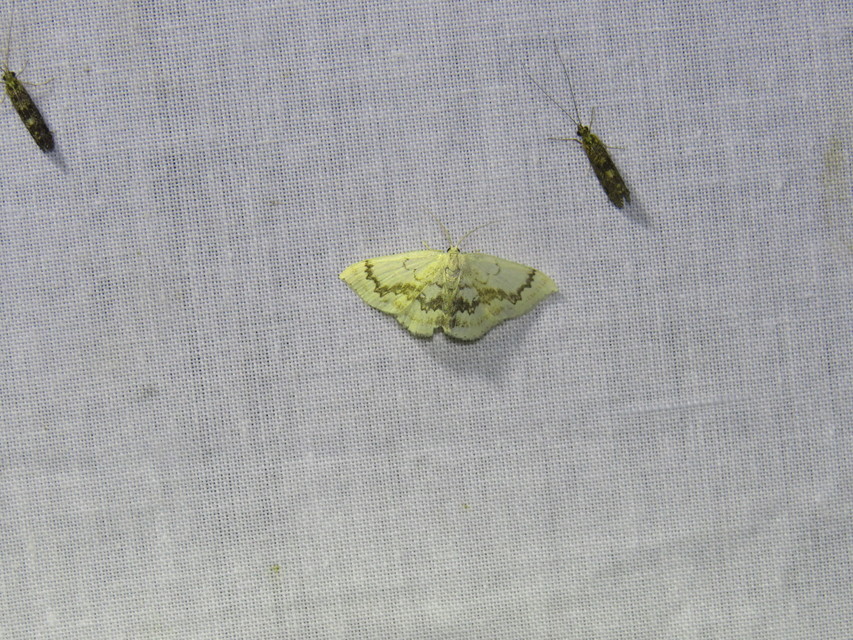 gyűrűs pettyesaraszoló - Cyclophora annularia