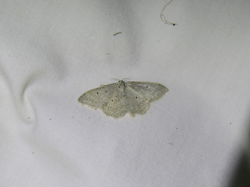 hamvas sávosaraszoló - Scopula incanata