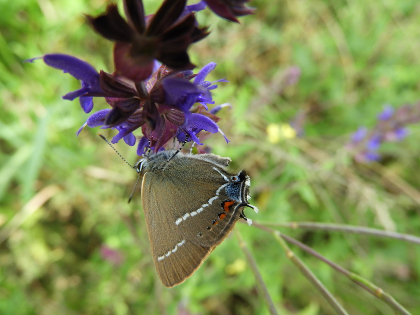 Satyrium spini - kökény-csücsköslepke