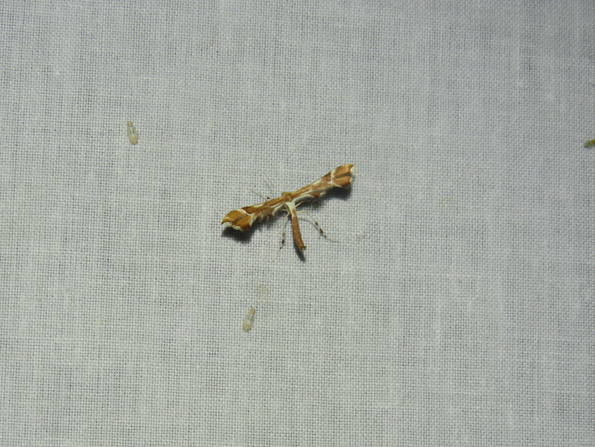 Cnaemidophorus rhododactyla - rózsabogyó-tollasmoly Cnaemidophorus rhododactyla - rózsabogyó-tollasmoly