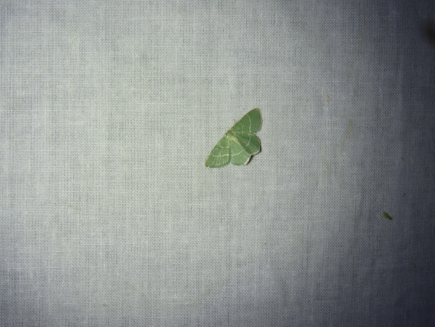 sárgászöld araszoló - Chlorissa cloraria