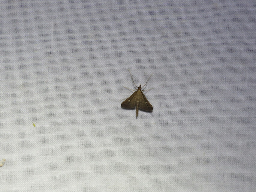 Dolicharthria punctalis - hosszúlábú tűzmoly