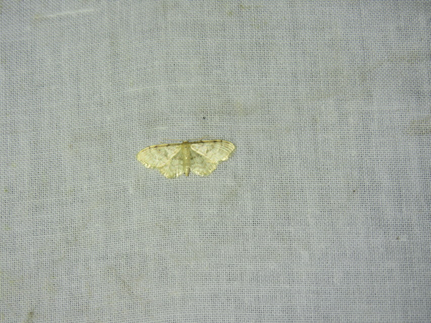 Idaea fuscovenosa - szürkeszélű apróaraszoló