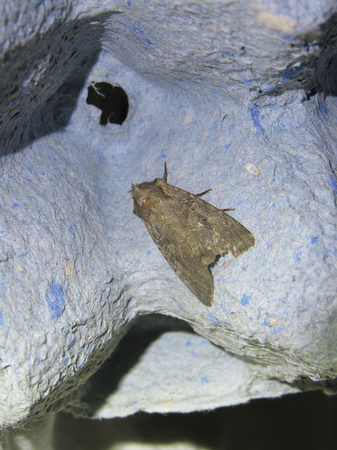 homoki kertibagoly - Lacanobia amurensis