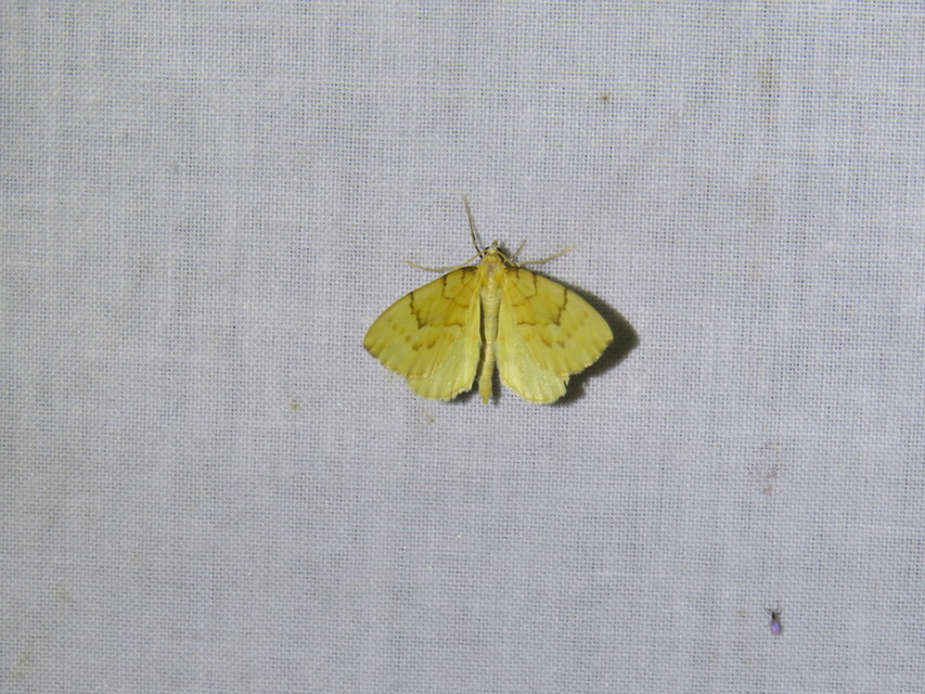 Eulithis pyraliata - sárga galajaraszoló