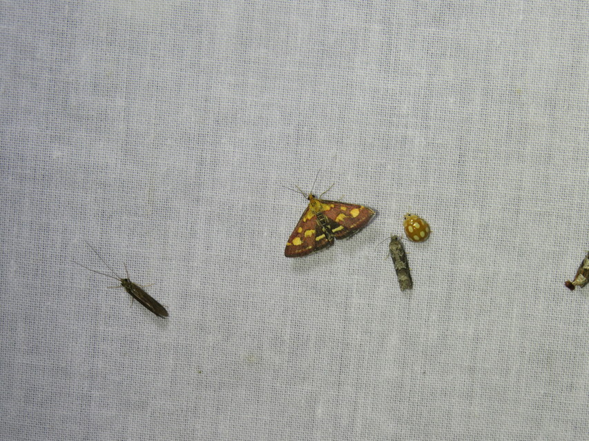 Pyrausta purpuralis - közönséges bíbormoly