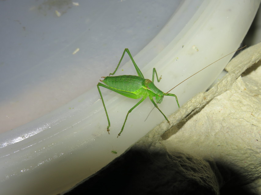 Isophya kraussii - erdei tarsza