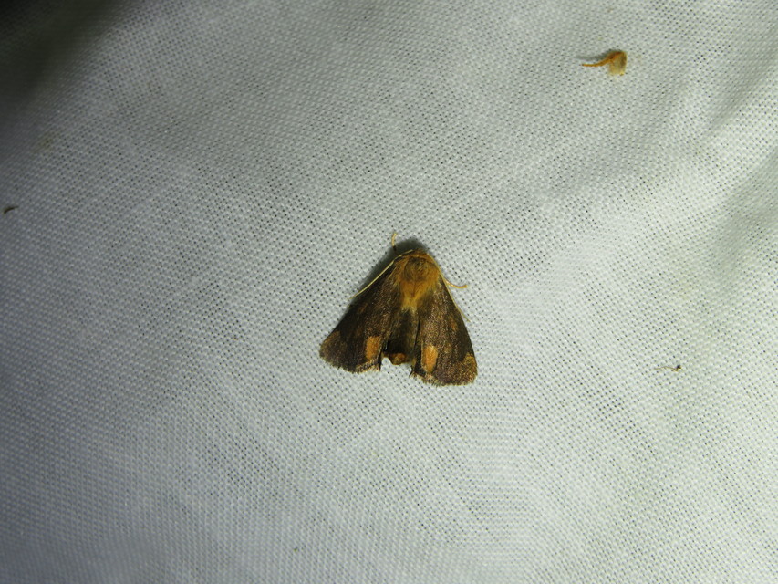 Apoda limacodes - kagylólepke