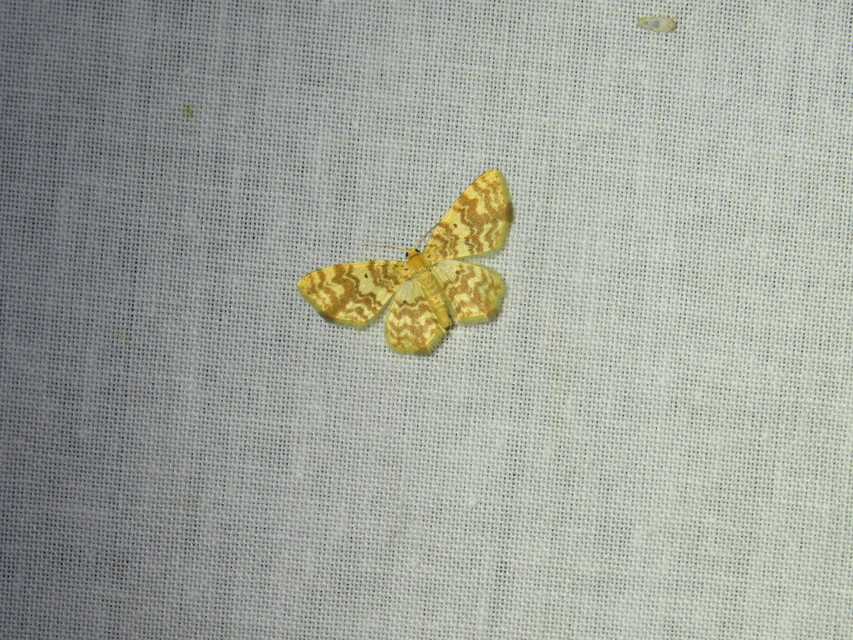 narancssárga araszoló - Hydrelia flammeolaria