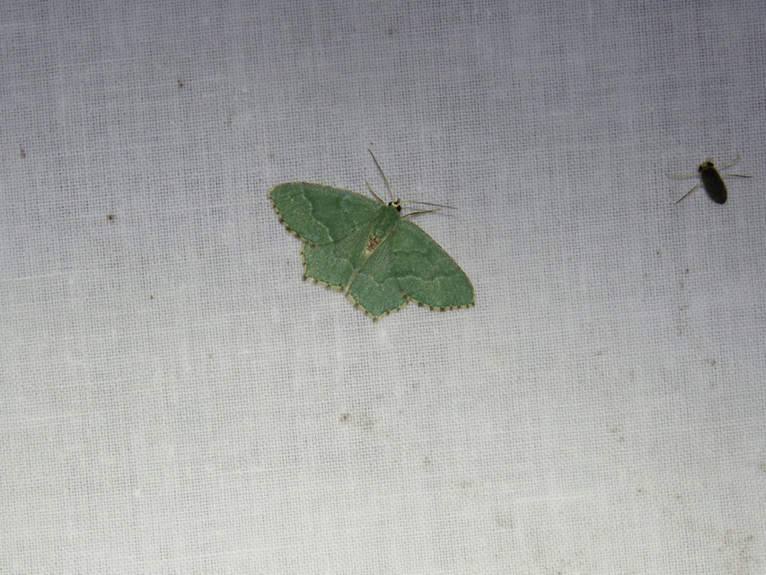 Hemithea aestivaria - nyír-zöldaraszoló