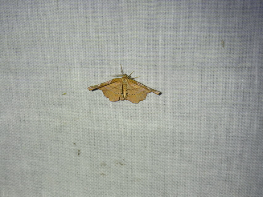 orgona-araszoló - Apeira syringaria