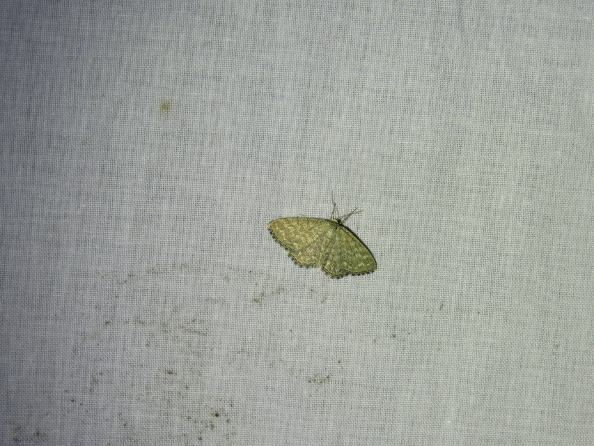 réti sávosaraszoló - Scopula immorata