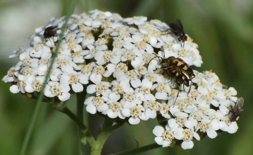 Pachytodes erraticus - rajzos virágcincér