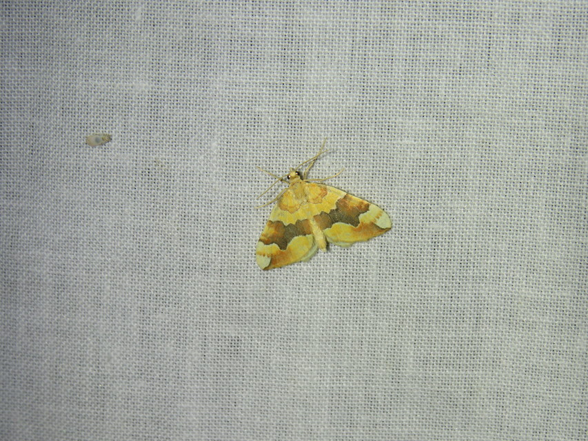 Cidaria fulvata - rózsaaraszoló