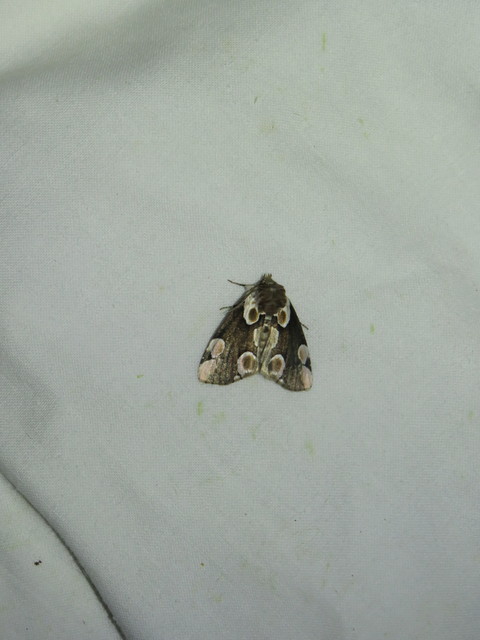 rózsafoltos pihésszövő - Thyatira batis