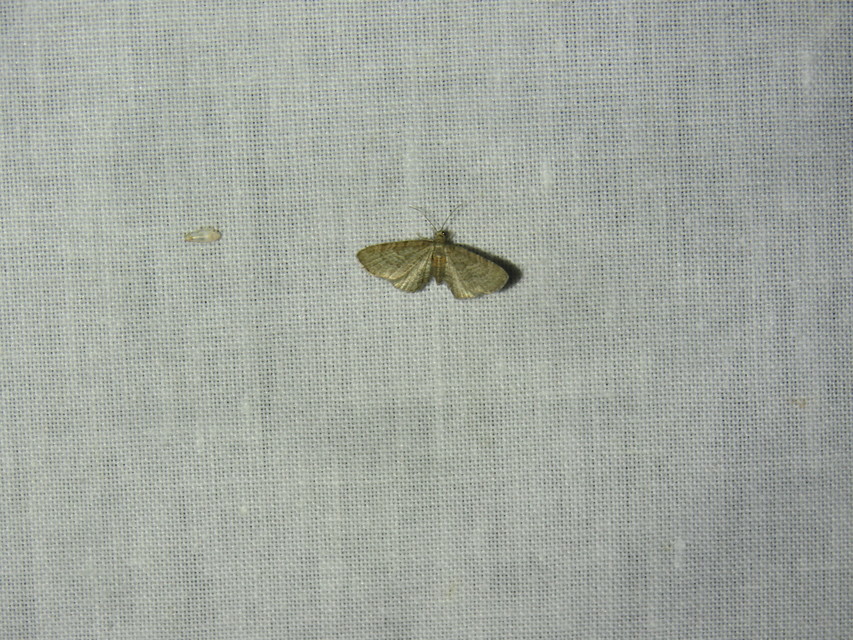 Eupithecia haworthiata - rozsdástestű törpearaszoló