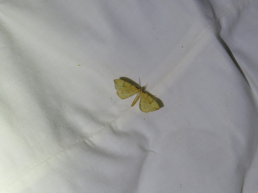 Eulithis pyraliata - sárga galajaraszoló