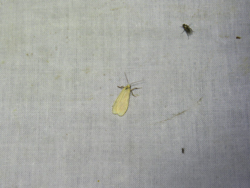 sárga zuzmószövő - Eilema sororcula