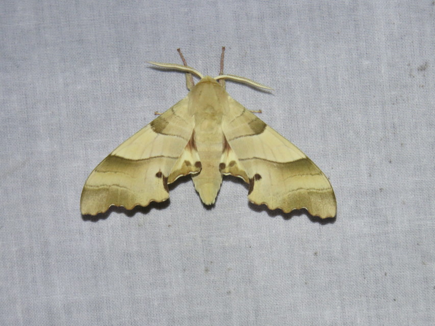 tölgyfaszender - Marumba quercus