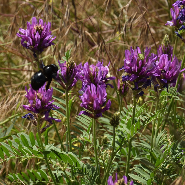 Xylocopa