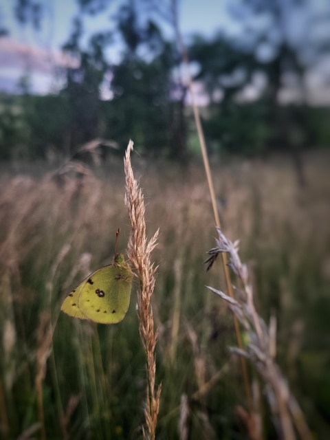 Colias