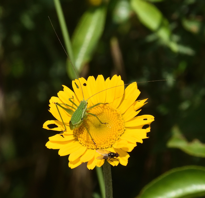Leptophyes albovittata - közönséges virágszöcske