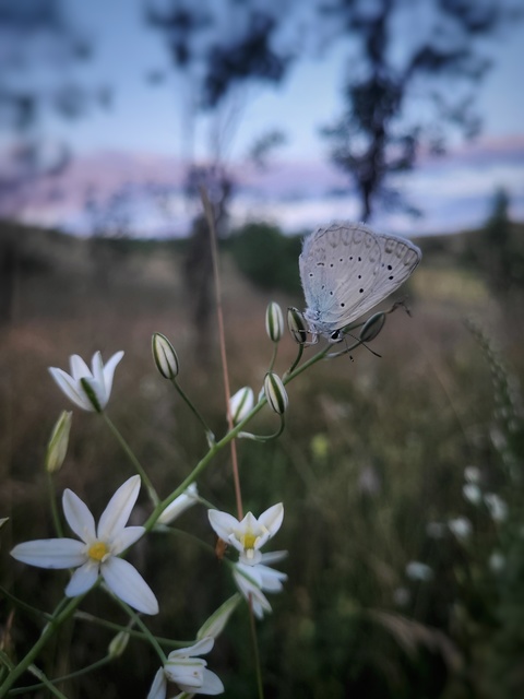 Polyommatus daphnis - csipkés boglárka