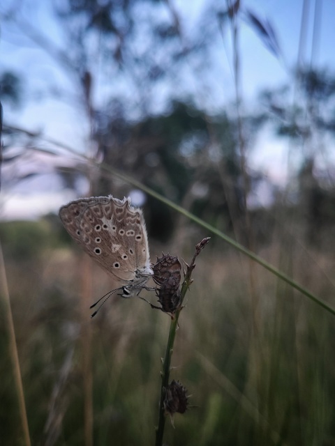 Polyommatus daphnis - csipkés boglárka