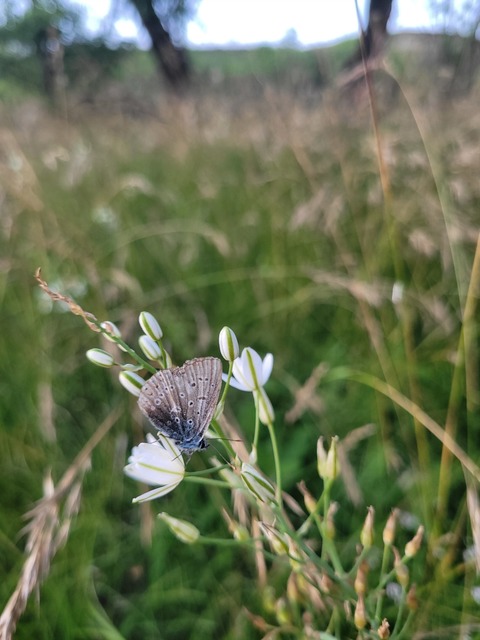 Polyommatus icarus - közönséges boglárka