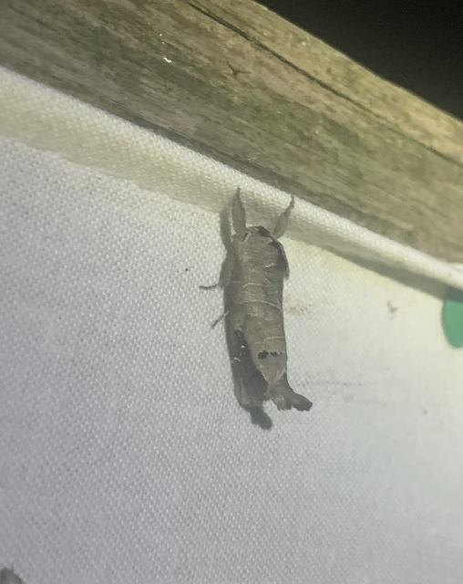 tarka levélszövő - Clostera anachoreta