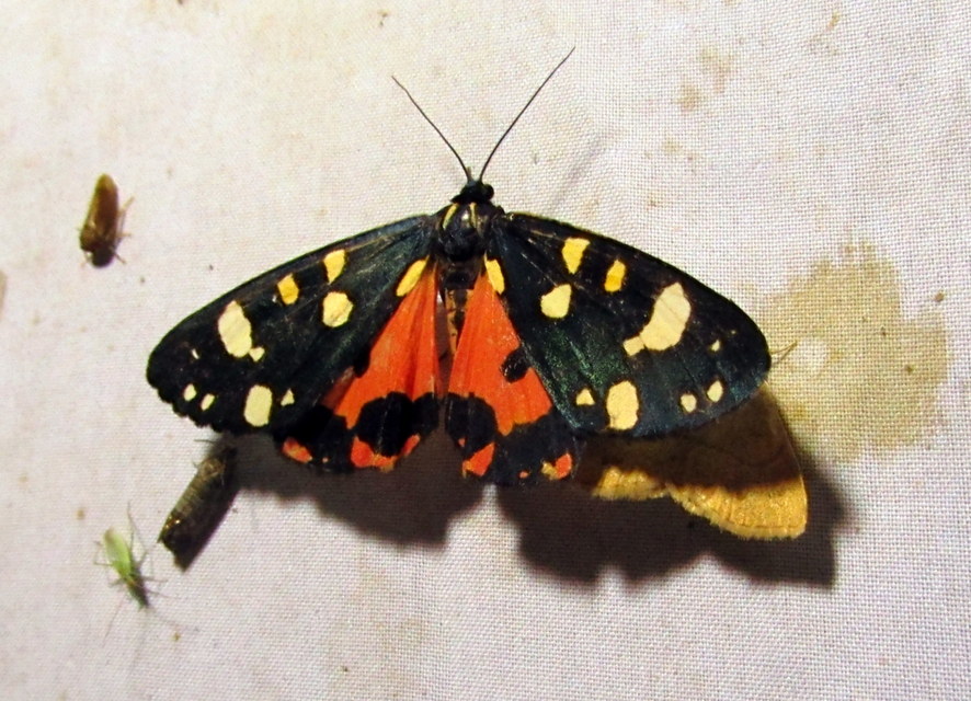 Callimorpha dominula - fémes medvelepke