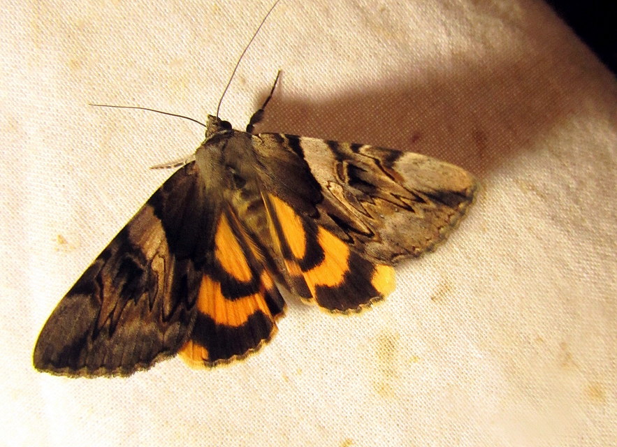 Catocala fulminea - galagonya-övesbagoly