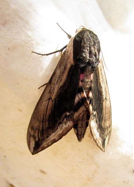 Sphinx ligustri - fagyalszender