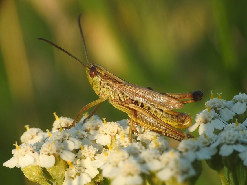 Pseudochorthippus