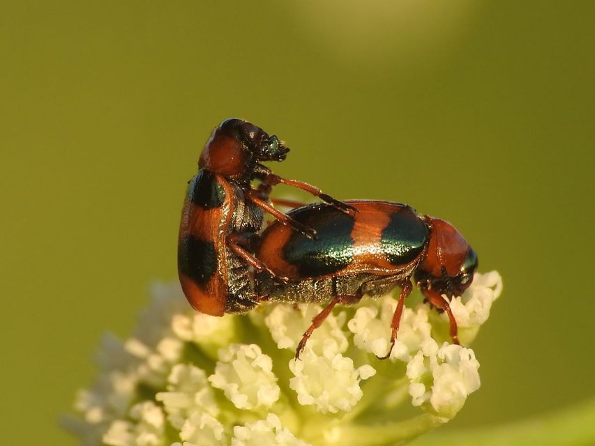 Coptocephala unifasciata - sárgalábú hullóbogár