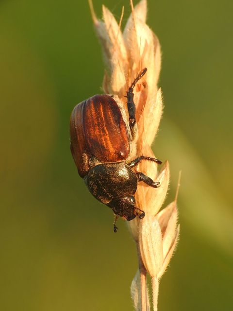 Anisoplia tempestiva - gabonaszipoly