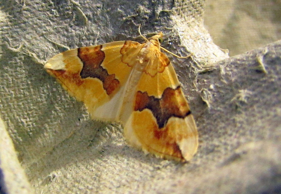 Cidaria fulvata - rózsaaraszoló