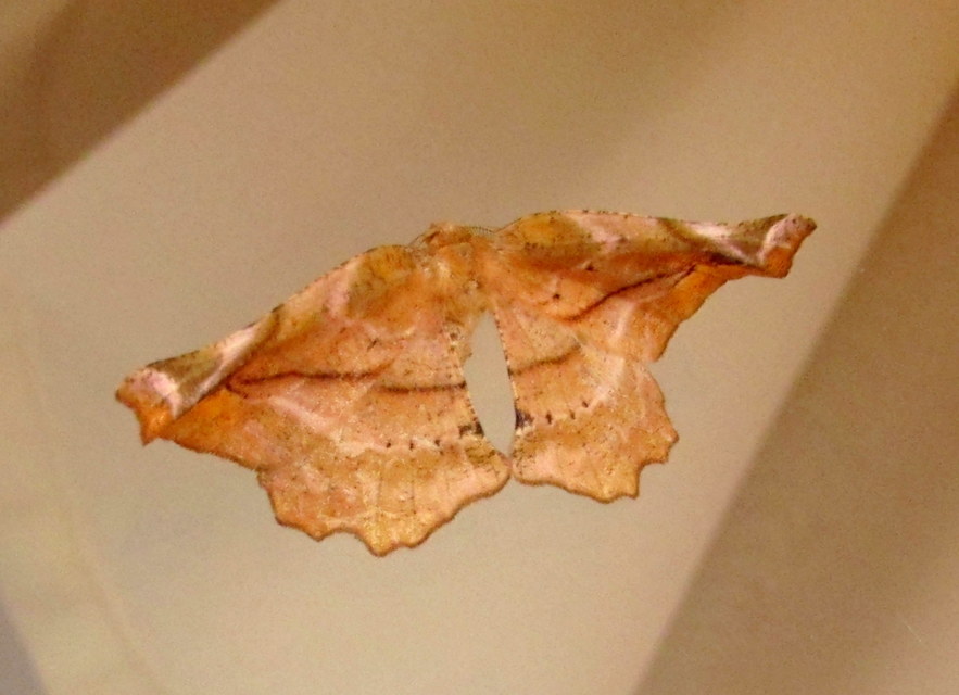 Apeira syringaria - orgona-araszoló