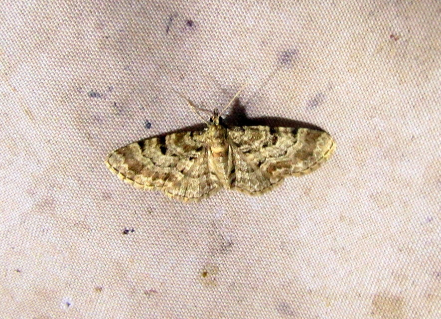 Eupithecia abietaria - nagyfoltú törpearaszoló