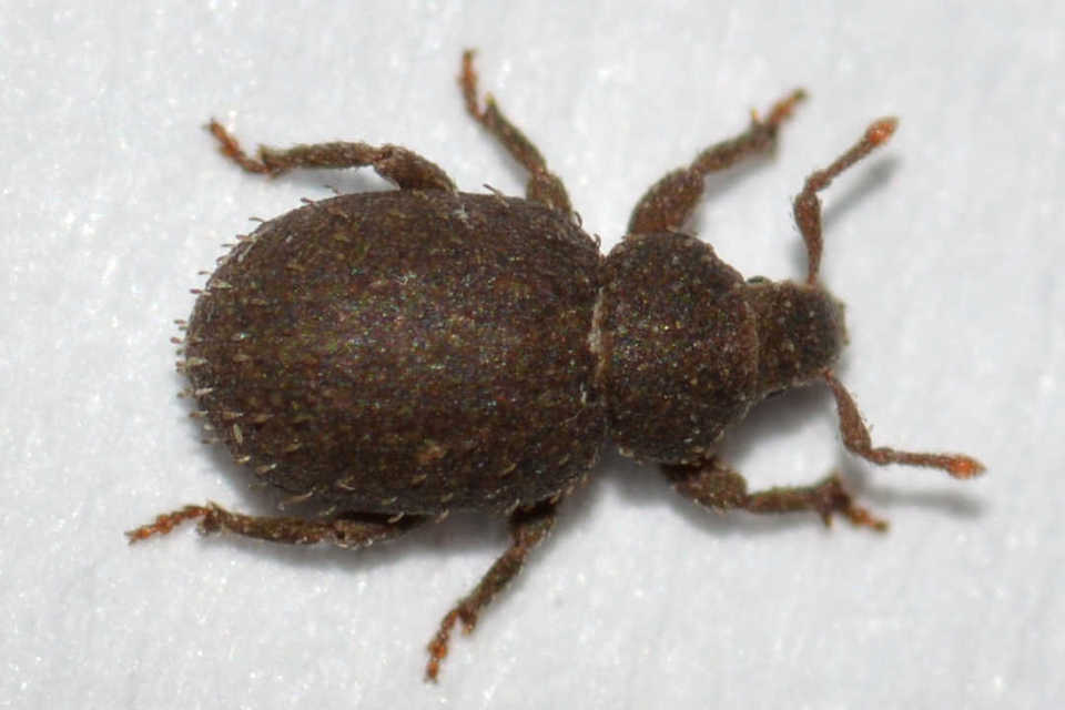 Trachyphloeus spinimanus - töviseslábú éjiormányos